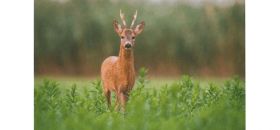 Image Dates des battues des lots de chasse 1, 2 et 3 pour 2026 et 2027