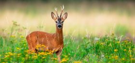 Arrêtés préfectoraux annuels CHASSE