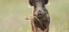 Dates des Battues de chasse pour le lot 3