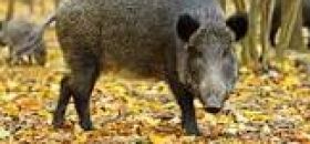 Image Information : Battue de destruction du sanglier