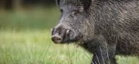 Dates des battues des lots de chasse 1, 2 et 3 pour 2025 et 2026